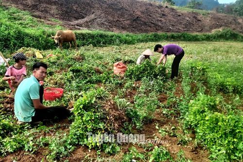 Mùa lạc Chiêm Hóa