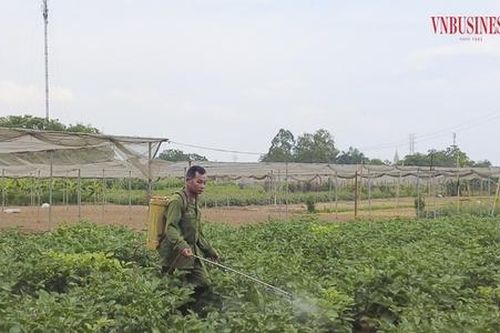 Tổ hợp tác nông nghiệp nỗ lực vươn lên phát triển vùng rau an toàn