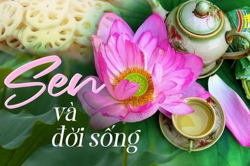 Mùa sen Hà Nội