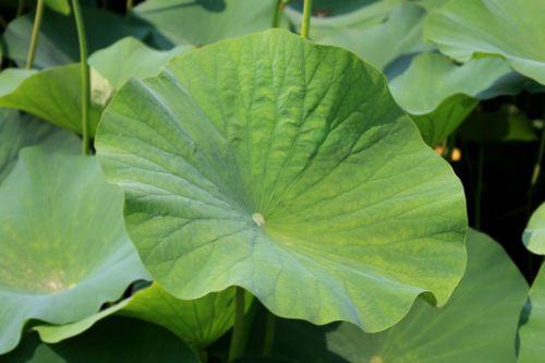 Loại cây sống trong bùn lầy, tất cả các bộ phận đều là thuốc tốt đến kỳ lạ