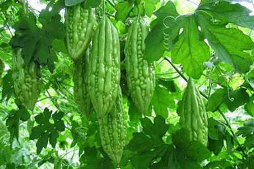Một số bài thuốc chữa bệnh từ mướp đắng