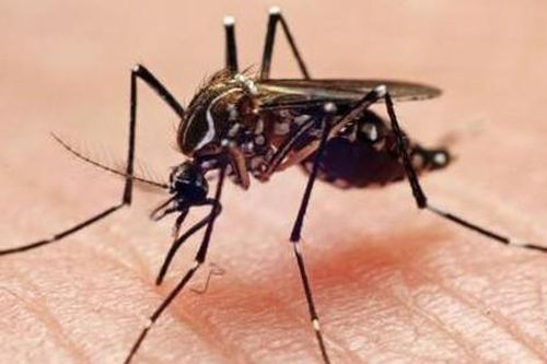 Cách trị ngứa do muỗi đốt