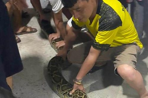 Trăn 'khủng' bò vào nhà dân săn gà