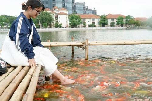 Người Hà Nội thích thú vui đùa cùng 8 tấn cá Koi thả xuống Hồ Tây