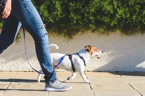 Sinh viên Trung Quốc dắt chó thuê, lương thấp nhưng vui