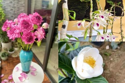 3 loại hoa từng lên cơn sốt giờ 'rớt giá' thê thảm