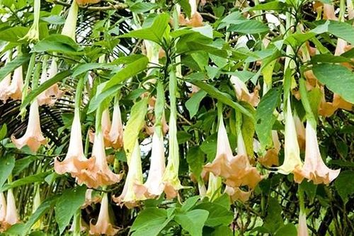 Ba du khách tại Tam Đảo bị ngộ độc sau khi ăn hoa chuông