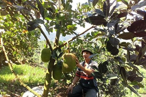 Đẩy mạnh trồng cây ăn quả giúp người dân xã Hua Păng thoát nghèo