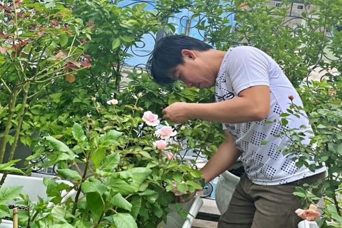 Người đàn ông phủ kín sân thượng bằng vườn hoa hồng rực rỡ sắc hương