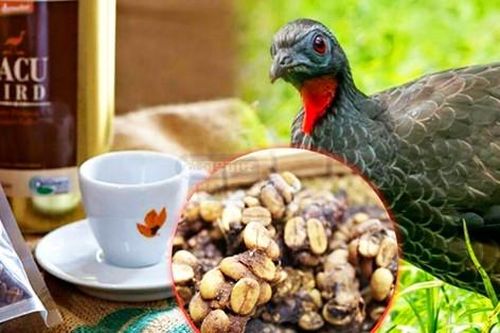 Cà phê phân chim 'quý như vàng', giá gần 40 triệu đồng/kg