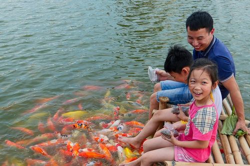 Xuất hiện hồ cá koi 12.000 con mở miễn phí ở Hà Nội, du khách kéo tới check-in