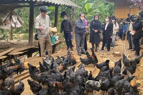 Phát triển kinh tế cho đồng bào dân tộc vùng cao