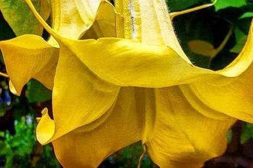Loài hoa có vẻ đẹp mê hoặc nhưng chứa chất kịch độc khiến 3 du khách nhập viện