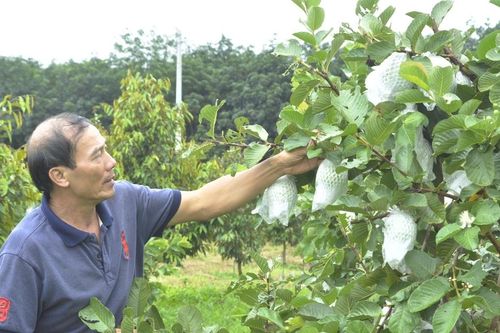 Phá thế độc canh để giảm thiểu rủi ro