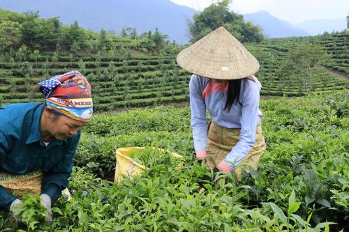 Sản lượng chè búp giảm mạnh, ảnh hưởng đến thu nhập của nông dân