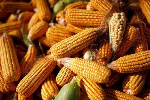 Giá heo hơi tăng mạnh, các doanh nghiệp chăn nuôi dần có lãi