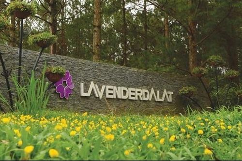 Khu du lịch Lavender Đà Lạt, điểm nhấn ấn tượng ở hồ Tuyền Lâm