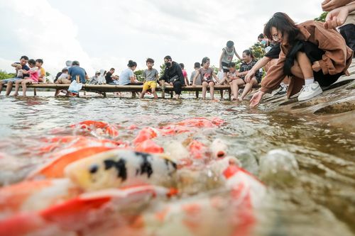 Người dân kéo đến trải nghiệm tại hồ cá Koi lớn nhất Hà Nội