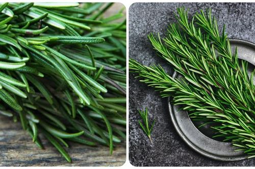 Cây hương thảo có tác dụng gì?