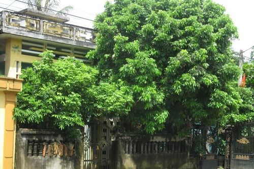 Tại sao không nên trồng cây to trước nhà?