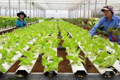 Nâng sức cạnh tranh cho kinh tế tập thể