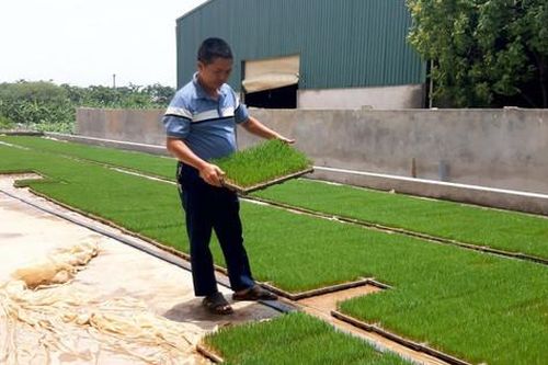 Nhân rộng chuỗi liên kết mạ khay, cấy máy