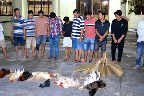 Bắt 11 đối tượng tham gia đá gà ăn tiền tại Bạc Liêu
