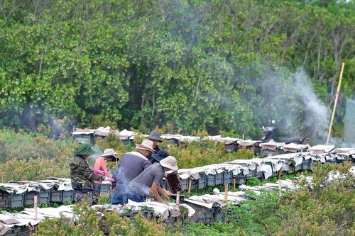 'Nguồn sống' dưới rừng ngập mặn