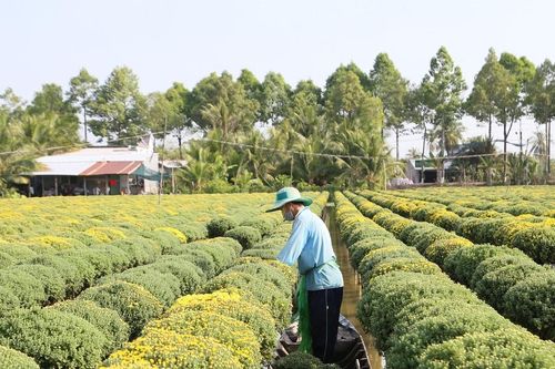 Đồng Tháp: Giá trị sản xuất hoa kiểng TP Sa Đéc trên 3.000 tỷ đồng