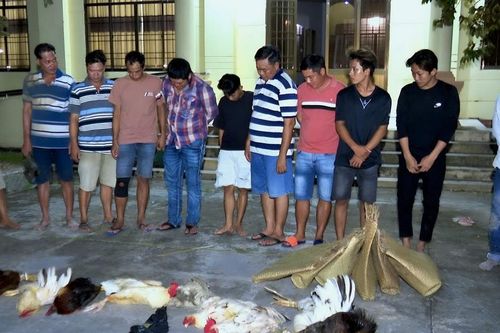 Bạc Liêu: Triệt xóa điểm đá gà ăn tiền