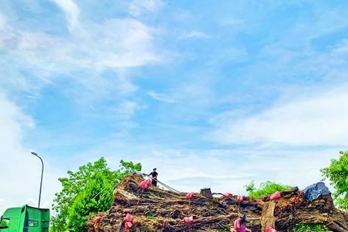 'Cụ' đa 200 tuổi của tôi đã hồi sinh