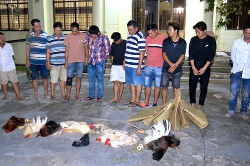 Bắt quả tang 11 đối tượng tham gia đá gà ăn tiền