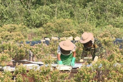 Ninh Bình: Mùa mật ong sú vẹt vào vụ