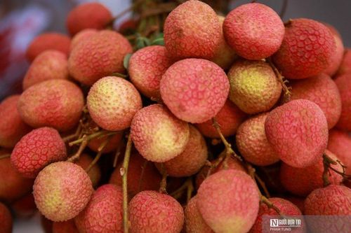 Phía sau những lô vải thiều tươi của Bắc Giang 'bay' sang Mỹ