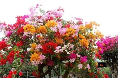 Tưới gia vị này vào đất, hoa giấy sẽ không bao giờ vàng lá, hoa rực rỡ quanh năm