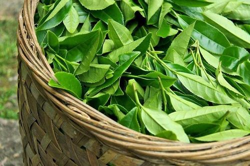 Tác dụng của chè xanh với phụ nữ