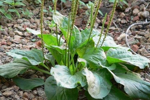 Tác dụng của bông mã đề