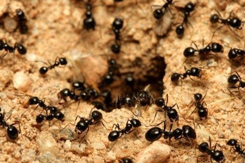 Nghiên cứu về đàn 'kiến lười': Chiều sâu suy nghĩ quyết định tầm cao cuộc đời