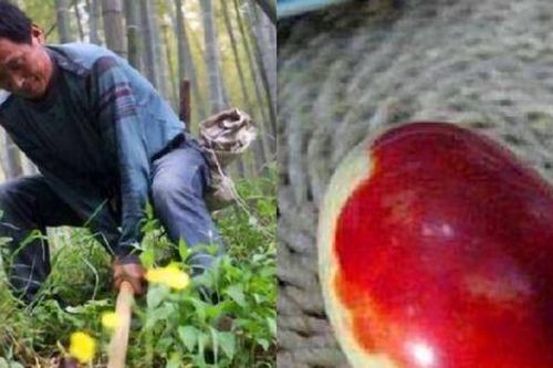 Lên rừng đào măng, lão nông tìm được cặp đá hình trứng kỳ lạ trị giá 2,6 tỷ