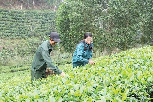 Khuyến khích các HTX tham gia Chương trình OCOP