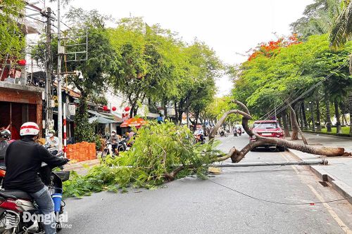Cây phượng bật gốc, chắn ngang đường Nguyễn Văn Trị, 2 người đi xe máy thoát nạn