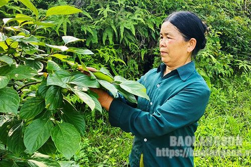 Hội viên phụ nữ năng động phát triển kinh tế