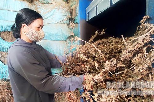 Hợp tác xã Nông lâm nghiệp Đại Đồng: Cầu nối tiêu thụ nông, lâm sản cho người dân