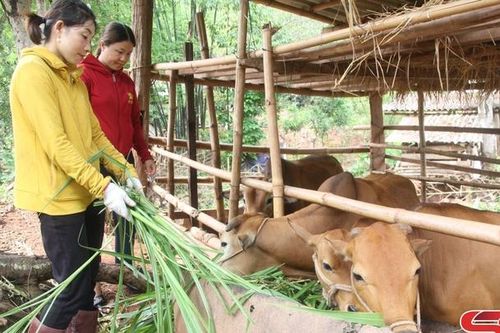 Hiệu quả mô hình tổ liên kết chăn nuôi