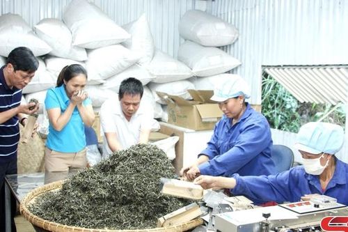 Phát triển sản phẩm Trà cổ thụ Tà Xùa