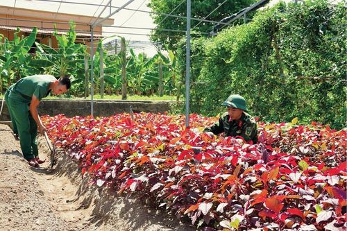 Tăng gia sản xuất, nâng cao đời sống bộ đội