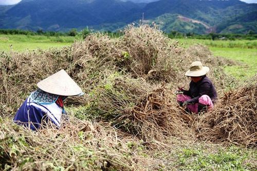 Nhiều chương trình, dự án giúp người dân miền núi A Lưới thoát nghèo