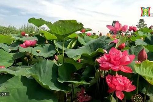 Đầm sen độc đáo ở Hà Nội
