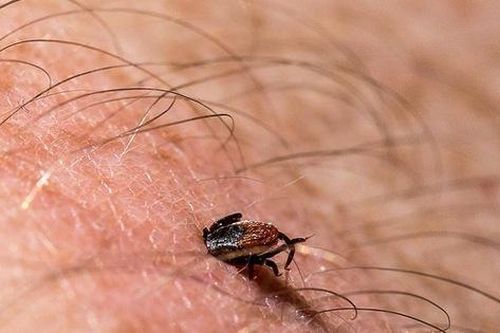 Mùa hè cảnh giác với các côn trùng gây bệnh nguy hiểm cho người
