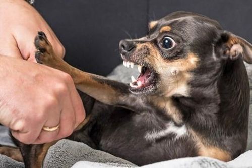Nhiễm bệnh từ 'thú cưng': Sự cảnh báo cần thiết